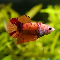 Kampffisch Mann Plakat Nemo Koï - Betta Splendens