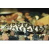 Botia Du Pakistan - Botia Lohachata