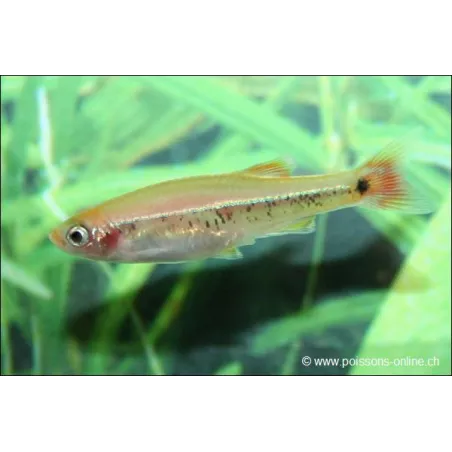Cardinale Dorato - Tanichthys Albonubes Gold