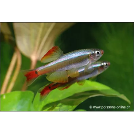 Cardinal Voilé - Tanichthys Albonubes Voile