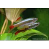 Cardinal Voilé - Tanichthys Albonubes Voile