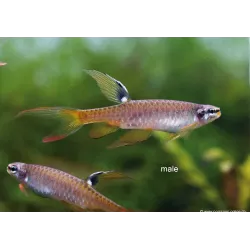 Characin Arroseur - Copella Arnoldi