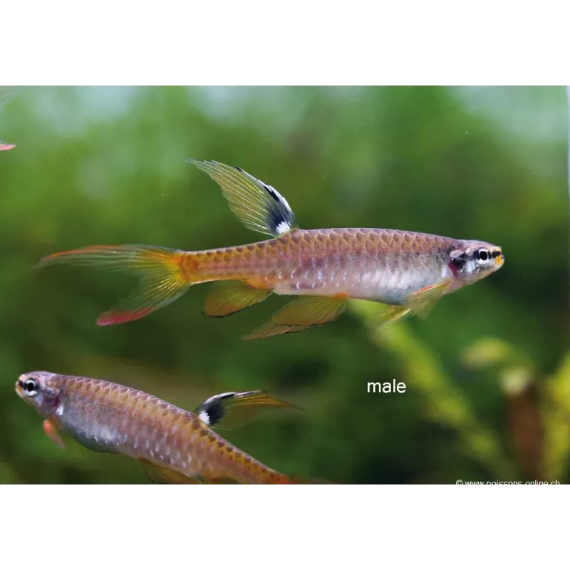 Characin Arroseur - Copella Arnoldi