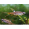 Characin Arroseur - Copella Arnoldi