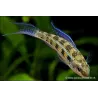 Cichlidé À Damier - Dicrossus Filamentosus