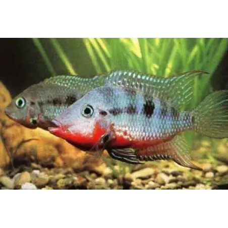 Cichlid Con Gola Di Fuoco - Cichlasoma Meeki