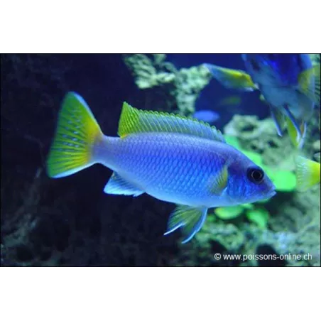 Ciclide Con Pinne Gialle - Pseudotropheus Sp. Acei