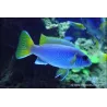 Pseudotropheus Sp. Acei - Pseudotropheus Sp. Acei