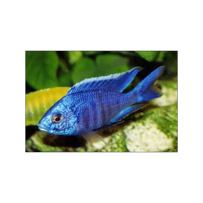Cichlidé Bleu Azure - Copadichromis Azureus