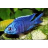 Glänzendblauer Malawibuntbarsch - Copadichromis Azureus