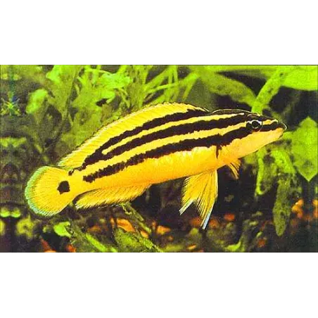 Ciclide Proter - Julidochromis Ornatus