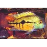 Cichlidé De Nicaragua - Cichlasoma Nicaraguense
