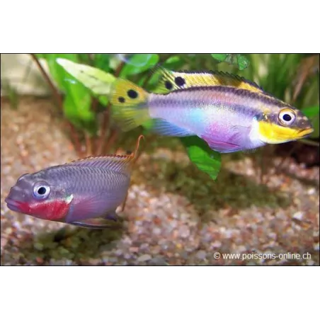Cichlidé Émeraude Rouge - Pelvicachromis Taeniatus Nigeria Red