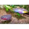 Cichlidé Émeraude Rouge - Pelvicachromis Taeniatus Nigeria Red