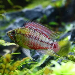 Cichlidé Nain À Bandes Rouges - Apistogramma Hongsloi