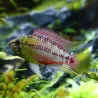 Rotstrich Zwergbuntbarsch - Apistogramma Hongsloi