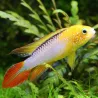 Cichlid Nano Di Red Agassiz Feux - Apistogramma Agassizi Fire Red