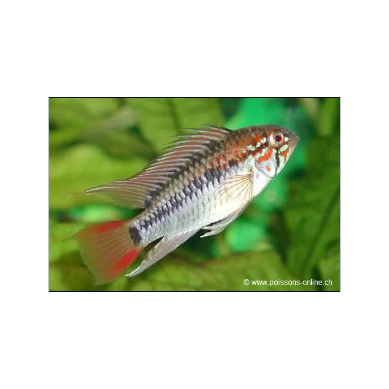Villavicencio Zwergbuntbarsch - Apistogramma Macmasteri