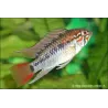 Villavicencio Zwergbuntbarsch - Apistogramma Macmasteri