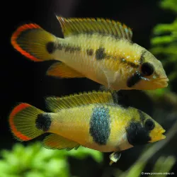 Panda Cichlid Nana - Apistogramma Nijsseni
