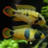 Cichlidé Nain Panda - Apistogramma Nijsseni