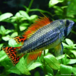 Cichlidé Nain Perroquet Double Rouge - Apistogramma Cacatuoides Double Red