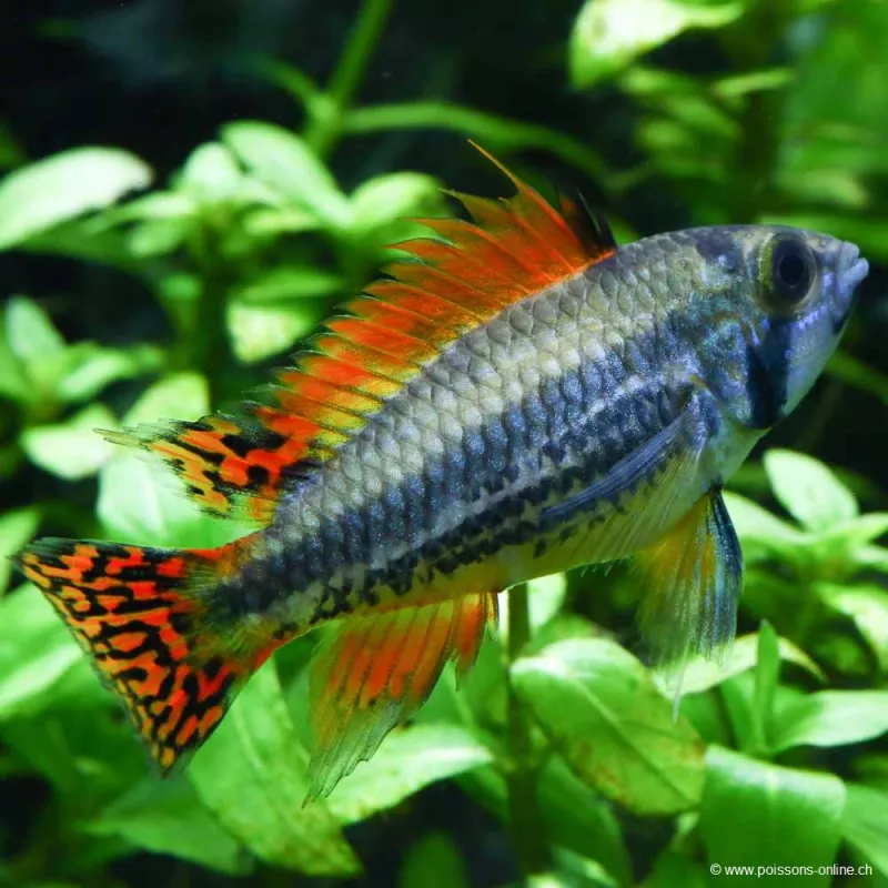 Cichlidé Nain Perroquet Double Rouge - Apistogramma Cacatuoides Double Red