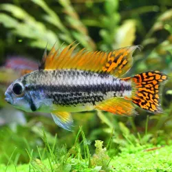Cichlidé Nain Perroquet Double Rouge - Apistogramma Cacatuoides Double Red