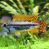 Cichlidé Nain Perroquet Double Rouge - Apistogramma Cacatuoides Double Red
