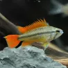 Cichlid Nano - Apistogramma Cacatuoides Orange