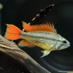 Cichlidé Nain Perroquet Orange - Apistogramma Cacatuoides Orange