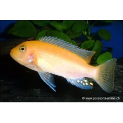 Cichlidé Rouge - Pseudotropheus Zebra Red
