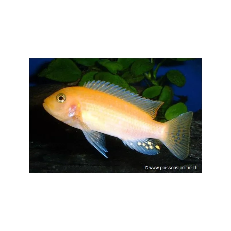 Roter Malawisee Buntbarsch - Pseudotropheus Zebra Red