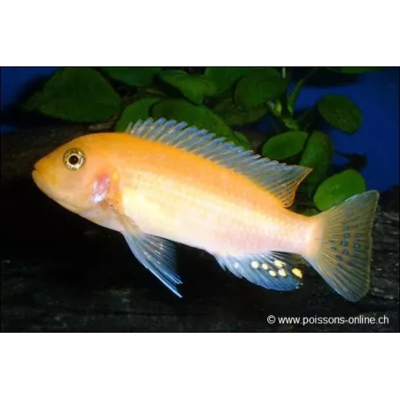 Roter Malawisee Buntbarsch - Pseudotropheus Zebra Red