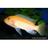 Roter Malawisee Buntbarsch - Pseudotropheus Zebra Red