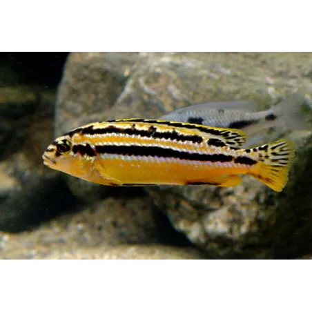 Cichlid A Turchese D'Oro - Melanochromis Auratus