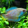 Zwergfadenfisch Mann - Colisa Lalia