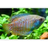Zwergfadenfisch Mann - Colisa Lalia