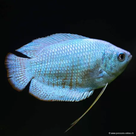 Colisa Lalia Mâle Bleu Cobalt - Colisa Lalia