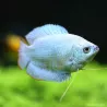 Zwergfadenfisch Mann "Blue Cobalt" - Colisa Lalia