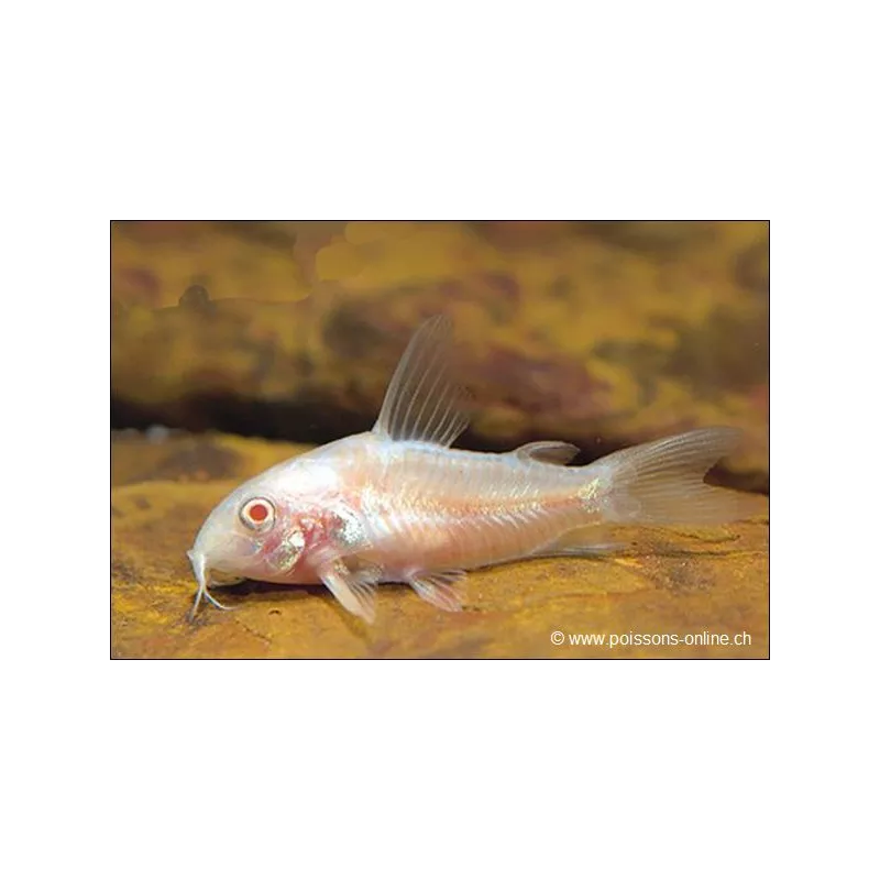Corydoras Albinos - Corydoras Paleatus Albinos