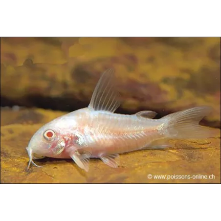 Corydoras Albinos - Corydoras Paleatus Albinos