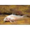 Corydoras Albinos - Corydoras Paleatus Albinos