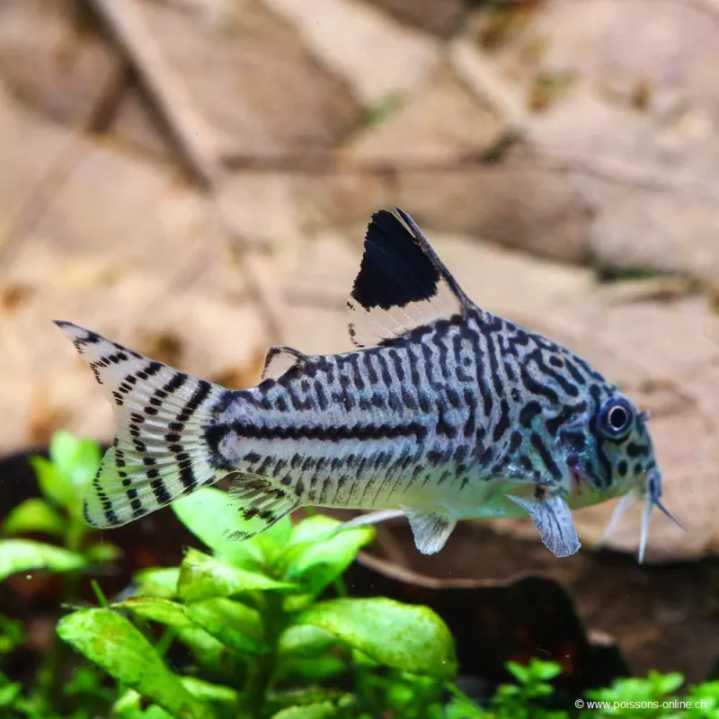 Corydoras Léopard - Corydoras Julii