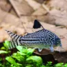 Corydoras Léopard - Corydoras Julii