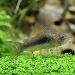 Corydoras Métallisé - Corydoras Aeneus
