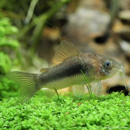Corydoras Métallisé - Corydoras Aeneus