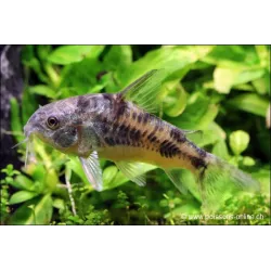 Corydoras Poivré - Corydoras Paleatus