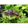 Marmorpanzerwels - Corydoras Paleatus