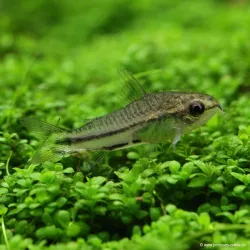 Corydoras Pygmé - Corydoras Pygmaeus